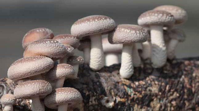 QQ截图20180607180124