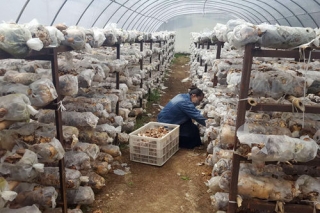 四川理塘县下木拉香菇成“香饽饽” ()