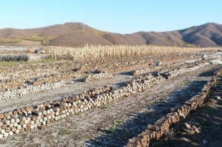 东宁市探索废弃菌袋集中治理 促进黑木耳产业可持续发展 ()