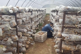 四川省理塘县下木拉乡：让香菇成为“香饽饽” ()