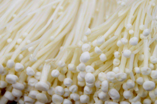 破解金针菇长斑的种植技术