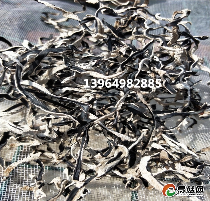 IMG20180509094907_副本