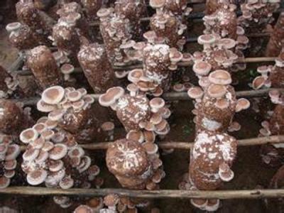 u=3909818267,442244641&fm=27&gp=0