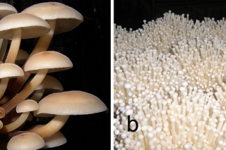 金针菇竟然是个新物种 终于有了自己的“身份证” ()