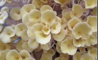 001sfI0szy7lvDvhvY7d3&690