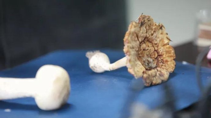 001sfI0szy7eFCQWpkW66&690