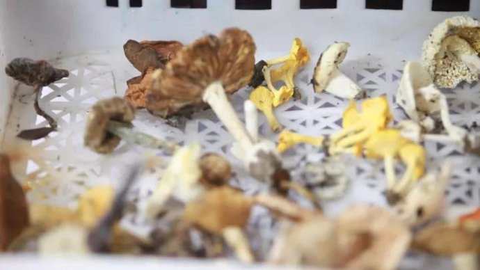 001sfI0szy7eFCY7HqN31&690