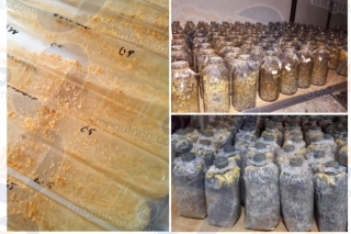 【每日一课】刘伟：ManBetX体育菌种的分离与母种技术 ()