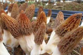 昆明植物研究所ManBetX体育种植研究获突破 ()