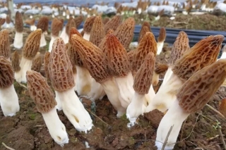 ManBetX体育“四季生产，天天新鲜”的研发设想全面实现？三点建议助你规避产业风险 ()