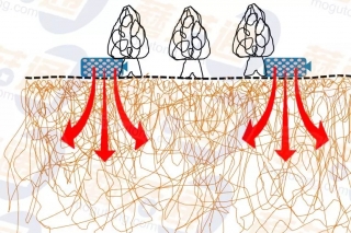 【每日一课】刘伟：外源营养袋技术及覆膜技术 ()