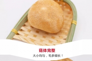 【易菇优选】产地直供 华裕新美福建猴头菇 ()