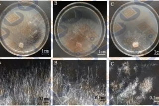 【每日一课】刘伟：ManBetX体育菌种特性与菌种保藏技术 ()
