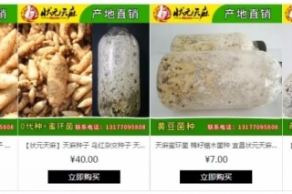 【优选商家】天麻种植先行者 状元天麻入驻易菇商城 ()