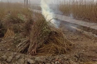 废弃树枝和茶叶残渣“养”出ManBetX体育 ()