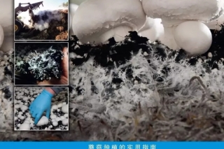 【易菇优选】销量过半 抓紧抢购 《Mushroom Signals》中文版《蘑菇的信号》 限量预售100本 ()