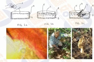 【每日一课】张亚：Manbetx体育手机版V17版本发布.官网安卓网.香港人工栽培产业发展态势 ()