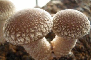 田林ManBetX体育产业成增收致富新项目 ()