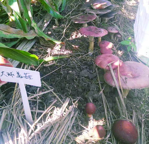 QQ截图20180731172710