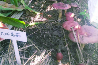 玉米地里种蘑菇“粮菌双收” ()