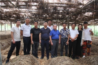 易菇网前往安徽省岳西县天麻良种培育基地考察调研 ()