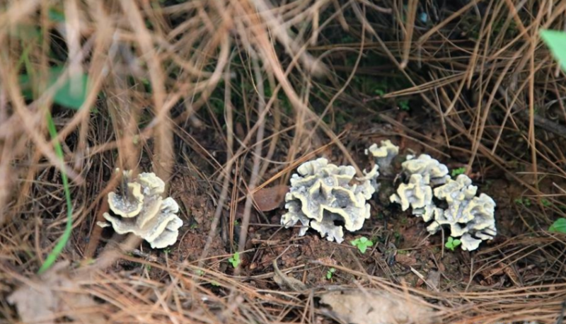 QQ截图20180806142328