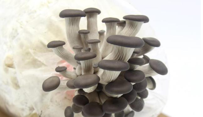 QQ截图20180808163633