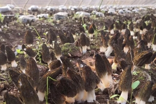 ManBetX体育项目是否还值得跟进？ ()