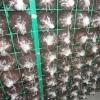 网格养菌出菇出菇架钢丝网培养架蘑菇养菌层架