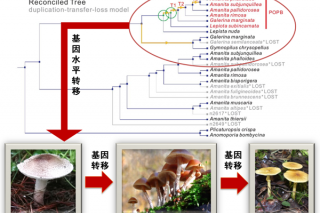 蘑菇的黑科技：草船借箭 基因水平转移是剧毒蘑菇的产毒机制 ()