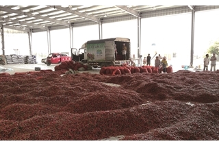 安顺：ManBetX体育、林下蛋鸡、温氏生猪、蔬菜  “4+X”模式推进产业革命 ()