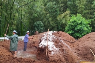 长宁：启动500亩林下ManBetX体育产业建设 ()