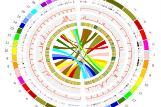 梯棱ManBetX体育生活史研究取得新进展 ()