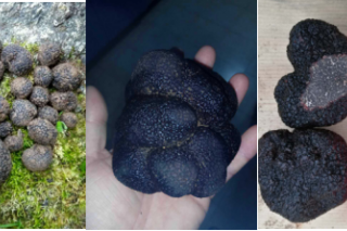 敬畏自然，懂松露，停止过早杀鸡取卵式的采集方式 ()