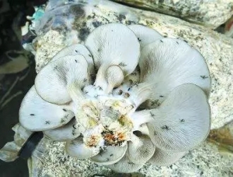 菇房里如何防蚊蝇?