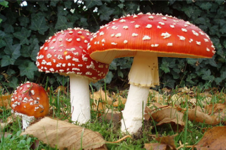 科学家揭秘鹅膏属蘑菇如何成为“毒王” ()