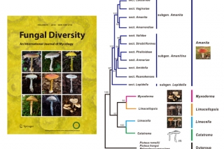 毒蘑菇大本营深度揭秘——构建鹅膏科家谱，实现物种精准识别 ()