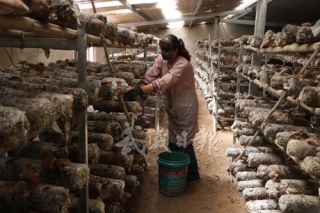 小香菇 大产业  甘肃天祝ManBetX体育成“摇钱树” ()