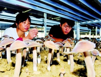 湖北襄阳黑皮鸡枞菌“遍地开花”  成高效农业新亮点 ()