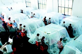 湖北郧阳冲刺10亿支香菇棒 ()