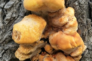 枣树上的粗毛纤孔菌（桑黄）在山西采集确认 ()