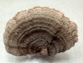 平盖灵芝的保存方法