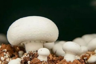 兴春和·2018双孢蘑菇堆肥、栽培和环境控制技术中、高级培训班通知 ()