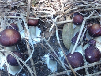 涿州与北京新发地共建大球盖菇产业基地 ()