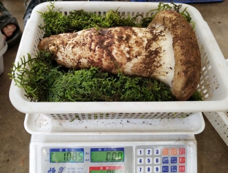 云南“松茸王”1公斤1.2万！ ()