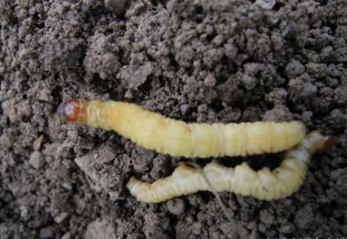 微信图片_20180907102525