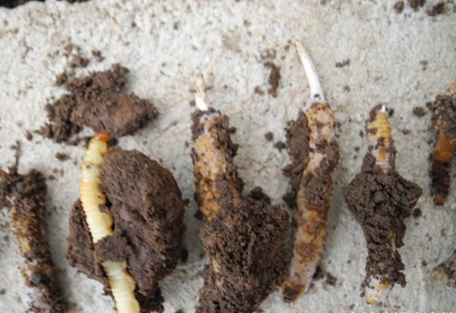 微信图片_20180907102550