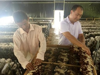 江西泰和茶树菇铺就致富路 ()