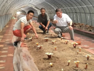 金寨县灵芝产业鼓起农民“钱袋子” ()