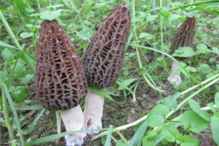 关于举办“第二期ManBetX体育标准化和规模化种植及风险防控培训班”的通知 ()